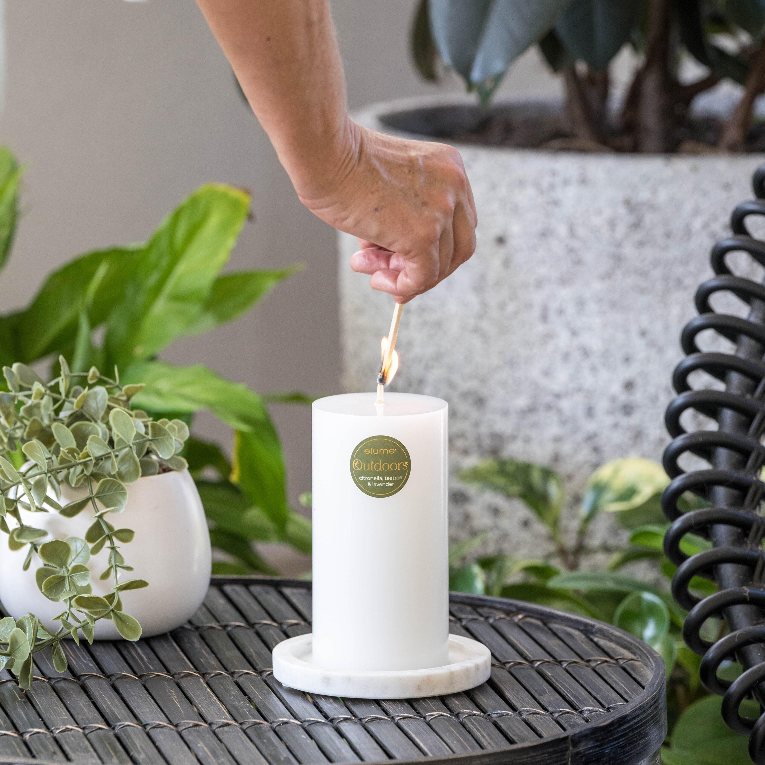Citronella 3x6 - Image 7